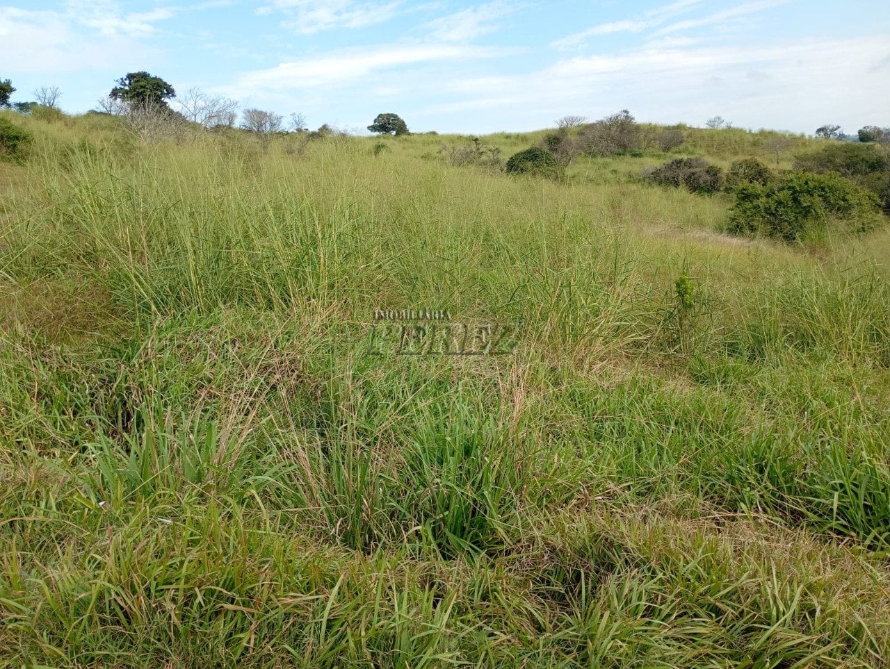 Imóvel rural à venda na Estrada do Posto Serrinha em Londrina