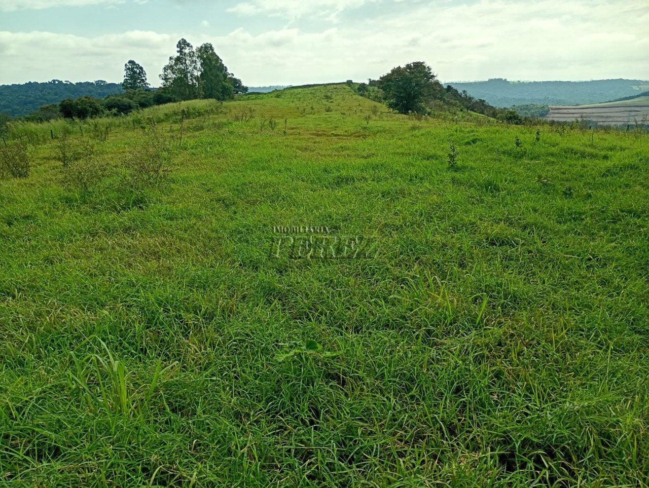 Imóvel rural à venda na Estrada do Posto Serrinha em Londrina