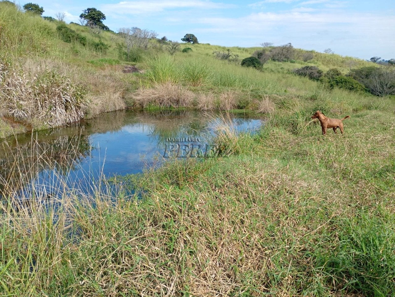 Imóvel rural à venda na Estrada do Posto Serrinha em Londrina