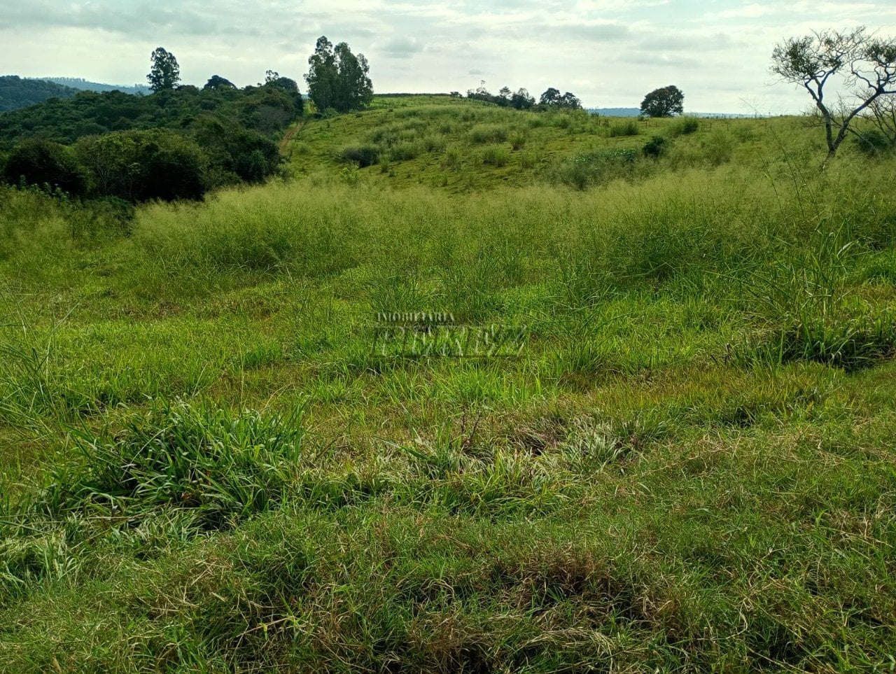 Imóvel rural à venda na Estrada do Posto Serrinha em Londrina