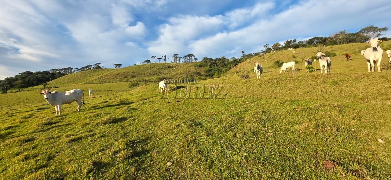 Fazenda à venda - Fazenda Três Bocas - Estrada Carraro Vergílio Moro, próxima ao Patrimônio Selva.