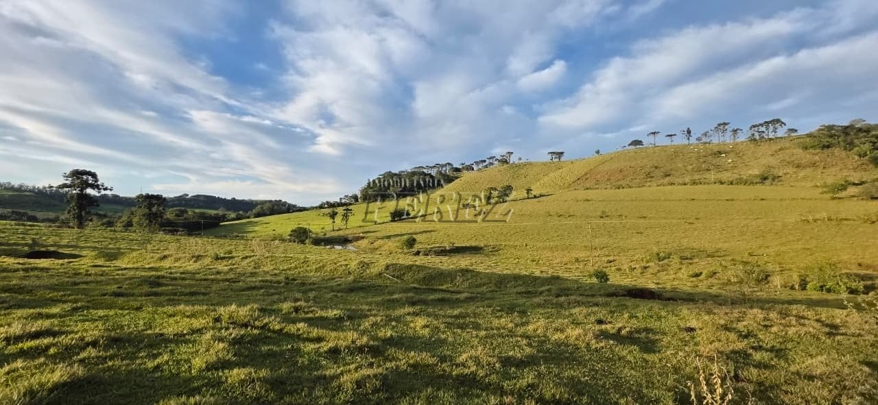 Fazenda à venda - Fazenda Três Bocas - Estrada Carraro Vergílio Moro, próxima ao Patrimônio Selva.